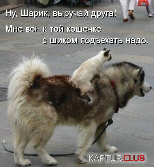 b37ab29dd85c45d7dd1d3f753f6.jpg | Рено Каптур Клуб Россия | Форум KAPTUR.SU