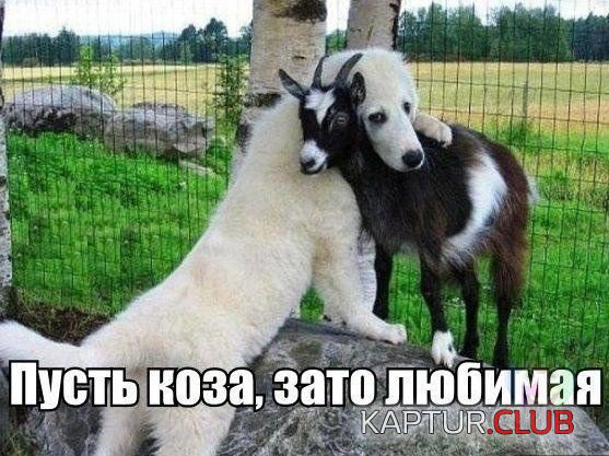b49773cd77e63d70fbaff13ece6.jpg | Рено Каптур Клуб Россия | Форум KAPTUR.SU