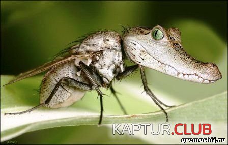 b66dda81f572.jpg | Рено Каптур Клуб Россия | Форум KAPTUR.SU