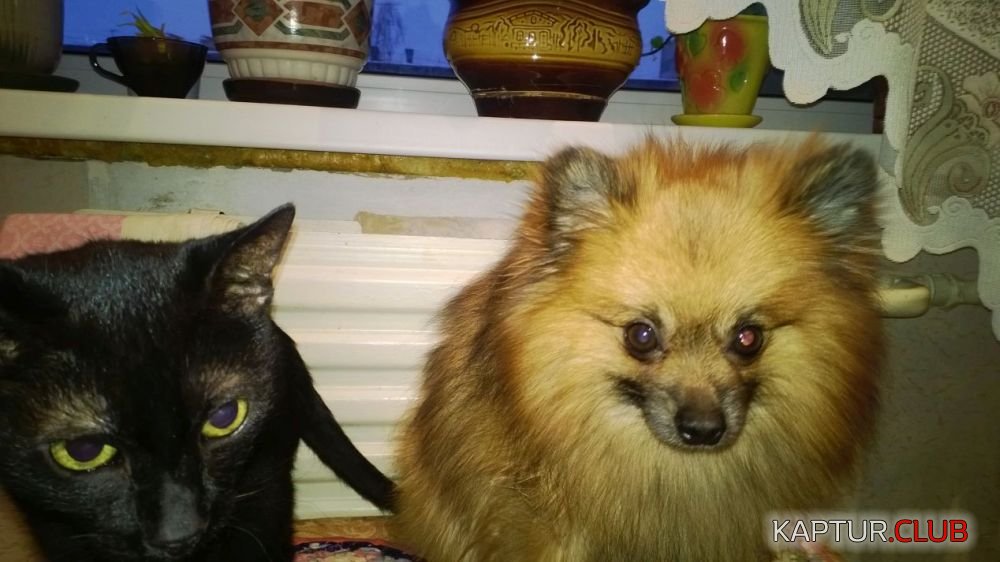 Baksi and Dina.jpg | Рено Каптур Клуб Россия | Форум KAPTUR.SU
