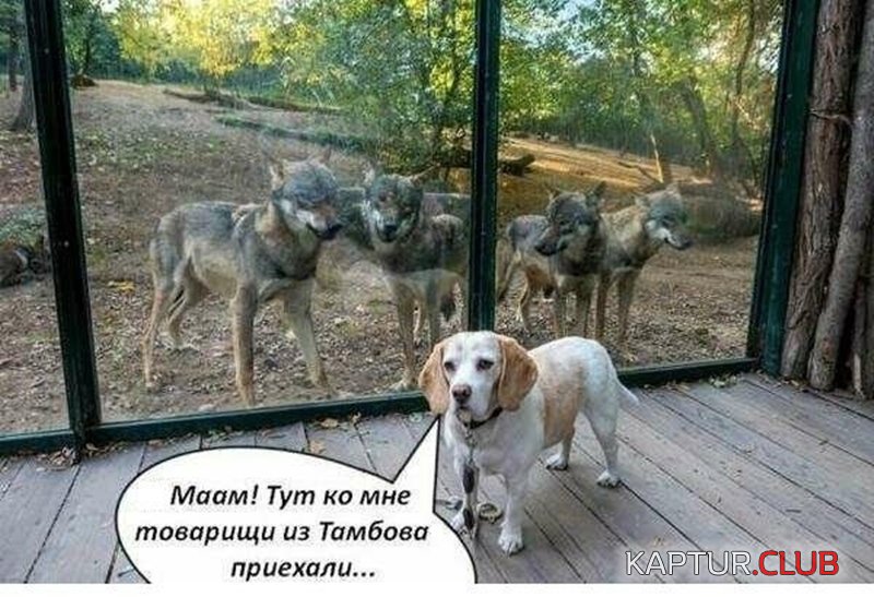 bd6b068914ebec3fa55442d255e.jpg | Рено Каптур Клуб Россия | Форум KAPTUR.SU
