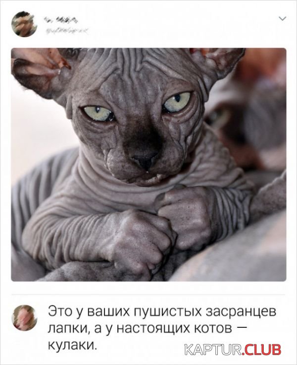 be00f1ab9f9c625cf4ccd1470c4.jpg | Рено Каптур Клуб Россия | Форум KAPTUR.SU