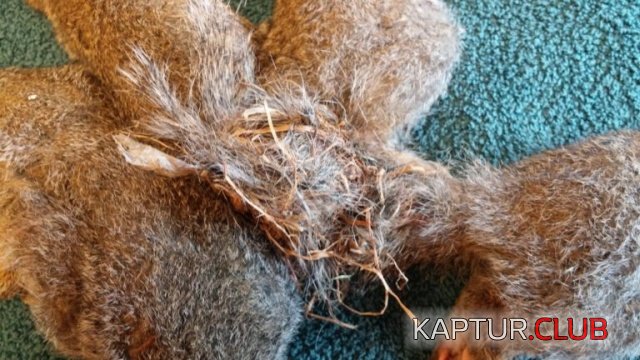 belki_03.jpg | Рено Каптур Клуб Россия | Форум KAPTUR.SU
