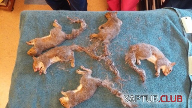 belki_04.jpg | Рено Каптур Клуб Россия | Форум KAPTUR.SU