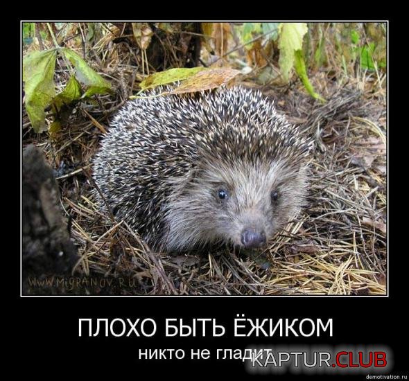 bf6ee93aef6ecf5ff8a4dcf0017_prev.jpg | Рено Каптур Клуб Россия | Форум KAPTUR.SU