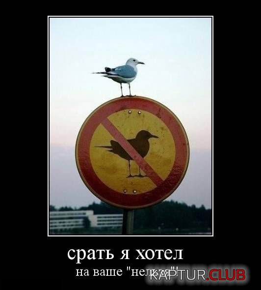 bfa8c3462a3880bf9164f922957.jpg | Рено Каптур Клуб Россия | Форум KAPTUR.SU