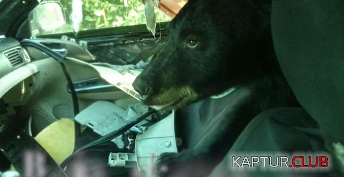 black_bear_01.jpg | Рено Каптур Клуб Россия | Форум KAPTUR.SU