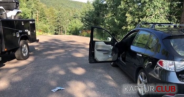 black_bear_02.jpg | Рено Каптур Клуб Россия | Форум KAPTUR.SU