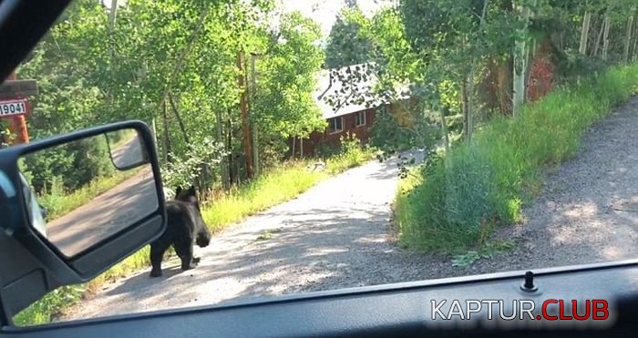 black_bear_03.jpg | Рено Каптур Клуб Россия | Форум KAPTUR.SU