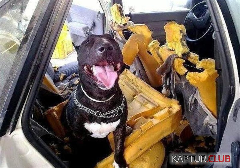 бультик.jpg | Рено Каптур Клуб Россия | Форум KAPTUR.SU