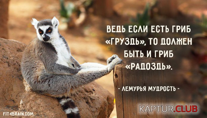 c0cf95a4dafba153b1e1455f0d6.jpg | Рено Каптур Клуб Россия | Форум KAPTUR.SU
