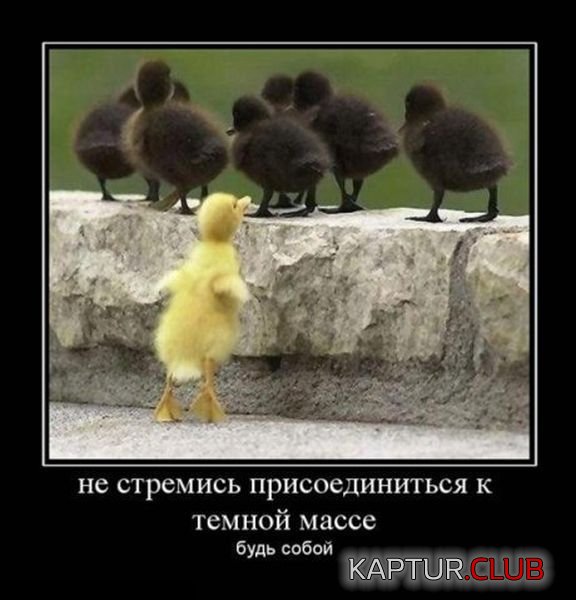 c212a9722c15ce336caf31546f6.jpg | Рено Каптур Клуб Россия | Форум KAPTUR.SU