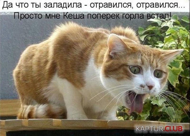 c228a06b8d7c8af6e469e3c3c81.jpg | Рено Каптур Клуб Россия | Форум KAPTUR.SU