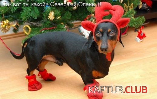 c3ee21ddcb0318bc303883ae295522fe_full.jpg | Рено Каптур Клуб Россия | Форум KAPTUR.SU