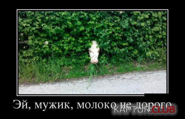 c4cdda1de996f6958ba438d5272_prev.jpg | Рено Каптур Клуб Россия | Форум KAPTUR.SU