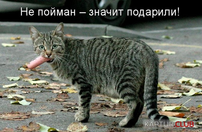 c7c7f484bfeae3d11fdf7a97b16.jpg | Рено Каптур Клуб Россия | Форум KAPTUR.SU