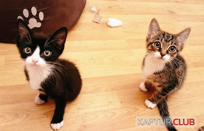 cats_01.jpg | Рено Каптур Клуб Россия | Форум KAPTUR.SU