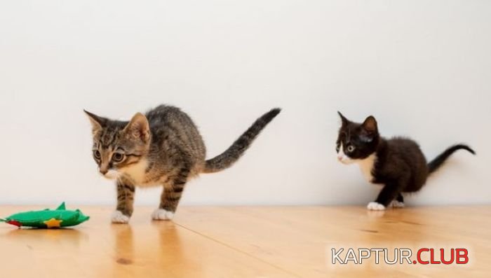 cats_02.jpg | Рено Каптур Клуб Россия | Форум KAPTUR.SU