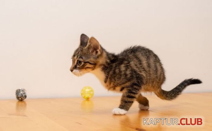 cats_03.jpg | Рено Каптур Клуб Россия | Форум KAPTUR.SU