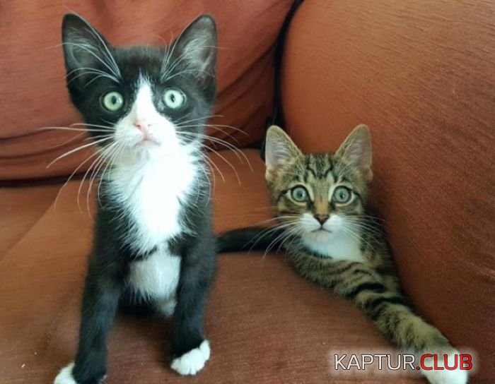 cats_06.jpg | Рено Каптур Клуб Россия | Форум KAPTUR.SU