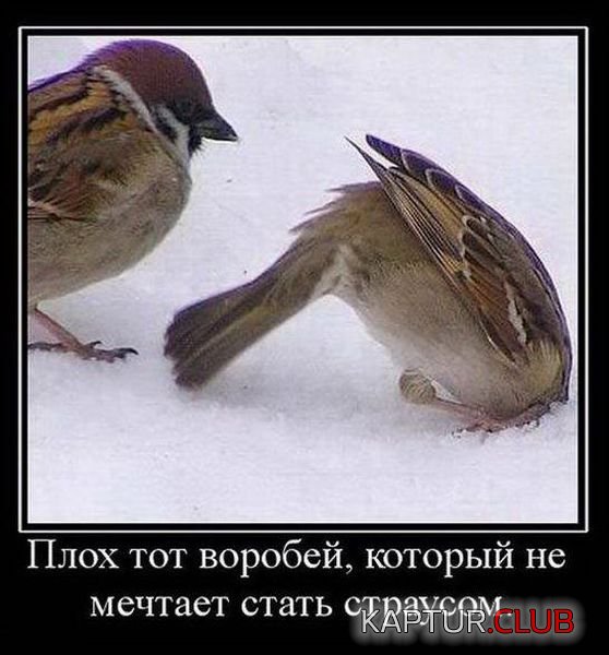 cc585b9c93e1c02a021e86c9534.jpg | Рено Каптур Клуб Россия | Форум KAPTUR.SU