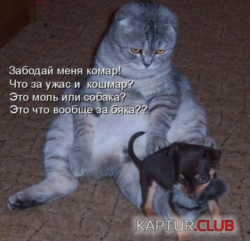cdbcef74c721e4cf63dd69e8f64.jpg | Рено Каптур Клуб Россия | Форум KAPTUR.SU