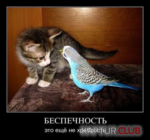 cee8dfa1b0f71a0c68c7cc65c09.jpg | Рено Каптур Клуб Россия | Форум KAPTUR.SU