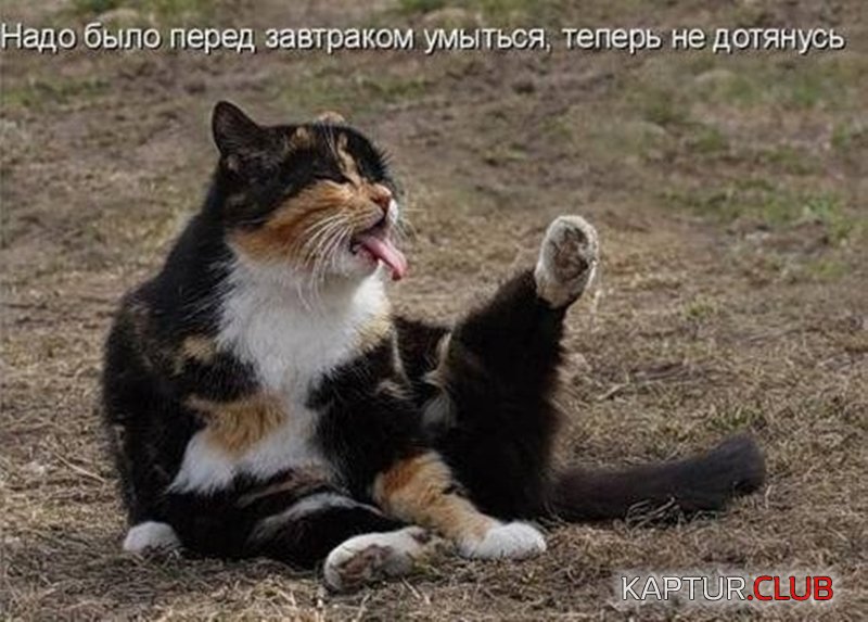 cf263c58da82fc6f5ec438cc32d.jpg | Рено Каптур Клуб Россия | Форум KAPTUR.SU