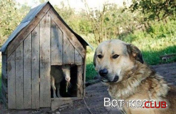 cfc038e3d41fa49a7acdc5abcfb_prev.jpg | Рено Каптур Клуб Россия | Форум KAPTUR.SU