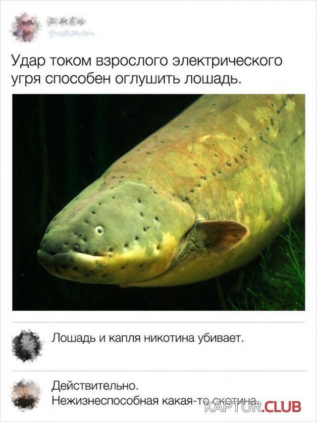 commentarii_08.jpg | Рено Каптур Клуб Россия | Форум KAPTUR.SU