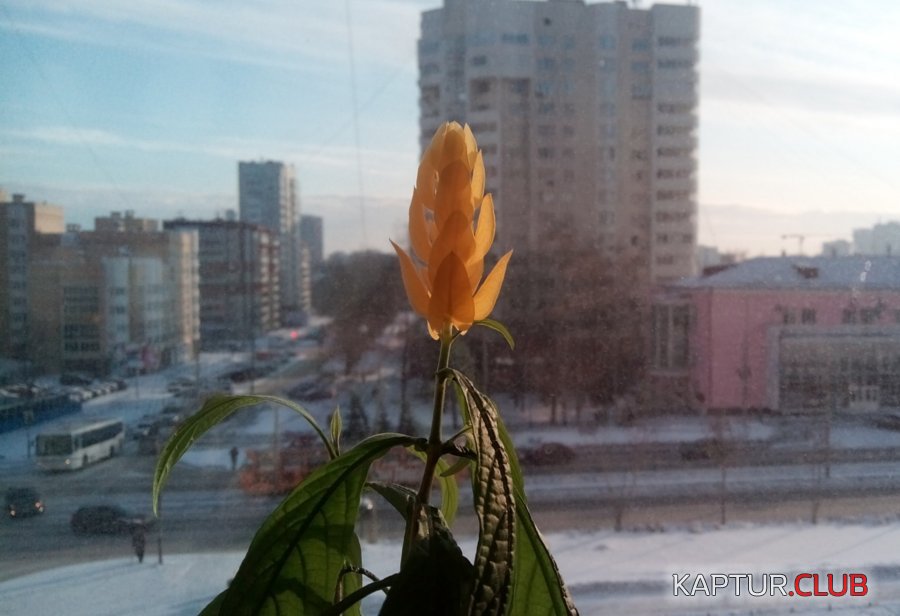 ЦветокЗимой.jpg | Рено Каптур Клуб Россия | Форум KAPTUR.SU