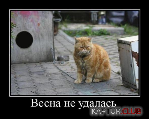 d00f6e010ae323949a31a45e8f8_prev.jpg | Рено Каптур Клуб Россия | Форум KAPTUR.SU