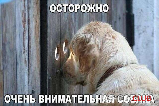 d1f1a76d8c8eb323c83b92ec012.jpg | Рено Каптур Клуб Россия | Форум KAPTUR.SU
