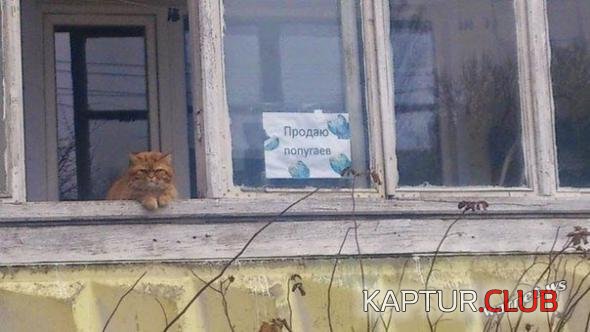 d24991e97d4e7bbcf103264f447_prev.jpg | Рено Каптур Клуб Россия | Форум KAPTUR.SU
