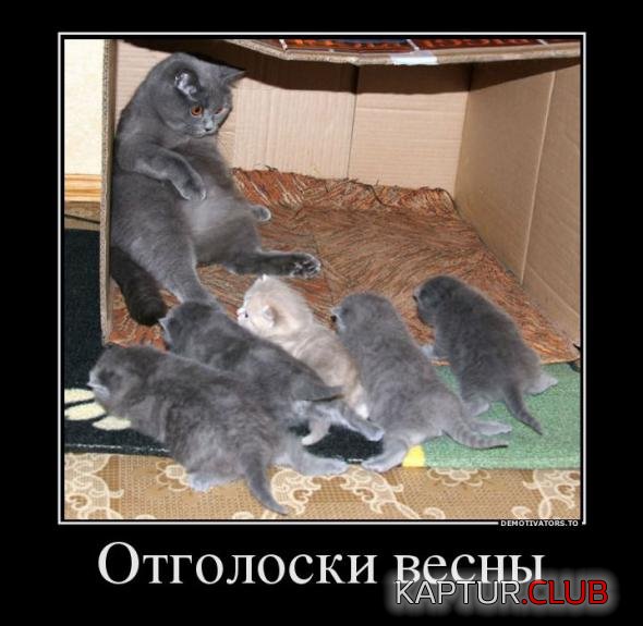 d4938bde4ec28f1f55f86cebc6e_prev.jpg | Рено Каптур Клуб Россия | Форум KAPTUR.SU