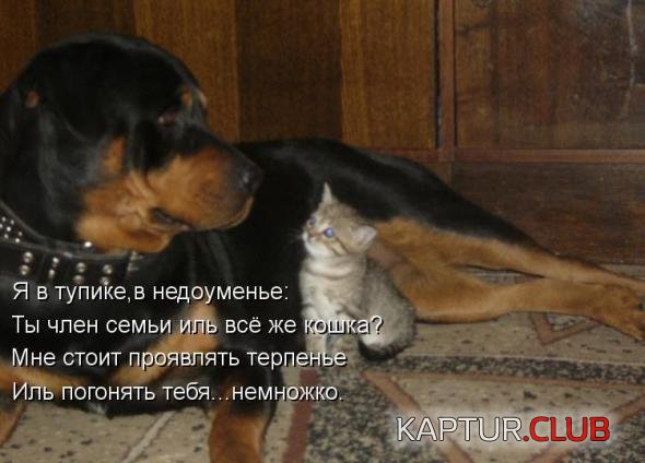 d55bc237f25533d8312c1b13c82_prev.jpg | Рено Каптур Клуб Россия | Форум KAPTUR.SU