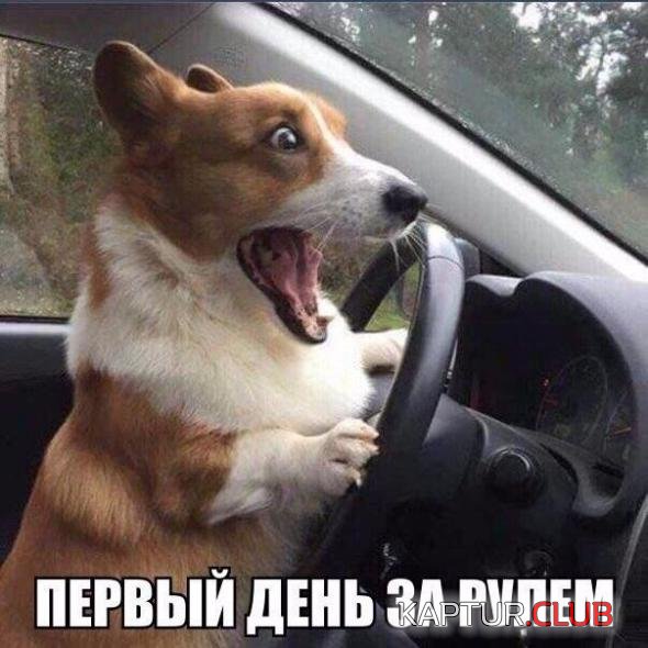 d65d26a0ef2df38dc306a9fd0e0_prev.jpg | Рено Каптур Клуб Россия | Форум KAPTUR.SU