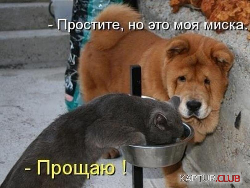 d66c5e8f6cd01ca98b77ddc626a_prev.jpg | Рено Каптур Клуб Россия | Форум KAPTUR.SU