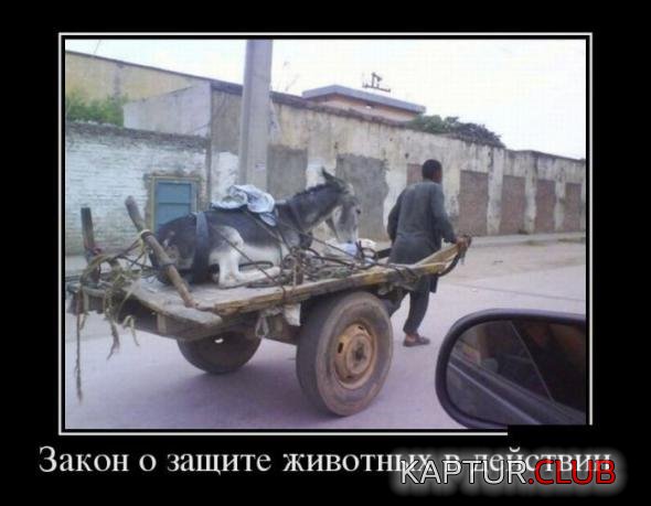 d7047e2a7f62846c87571f5975c_prev.jpg | Рено Каптур Клуб Россия | Форум KAPTUR.SU