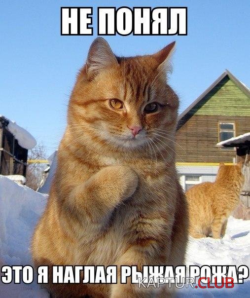 d7cf21025736b664681c73572d3.jpg | Рено Каптур Клуб Россия | Форум KAPTUR.SU
