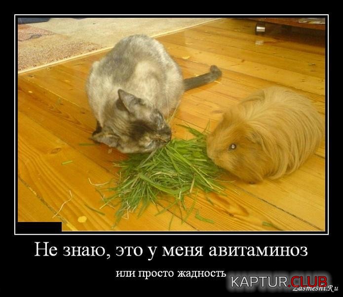 dd85fbadd37f3142917947fe93a.jpg | Рено Каптур Клуб Россия | Форум KAPTUR.SU