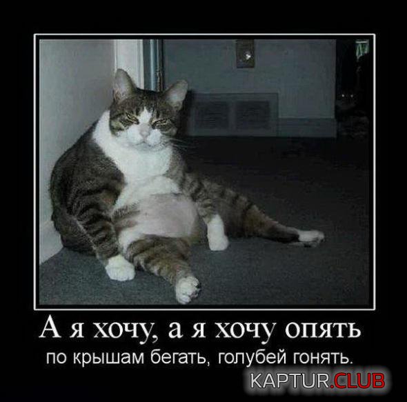 de51d95156b22dc90668afea038_prev.jpg | Рено Каптур Клуб Россия | Форум KAPTUR.SU