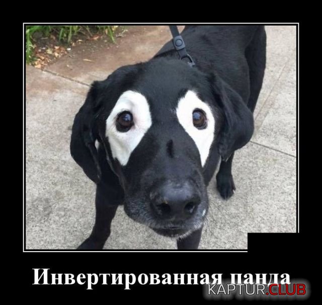 demotivatory_01.jpg | Рено Каптур Клуб Россия | Форум KAPTUR.SU
