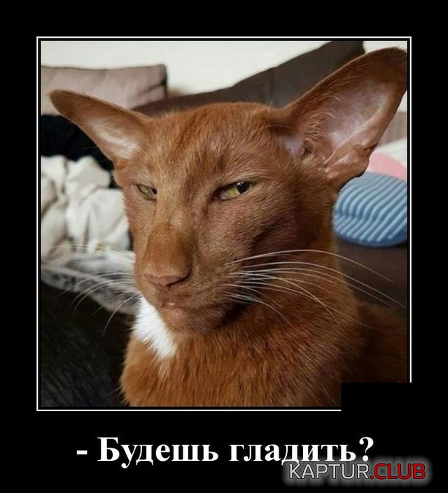 demotivatory_02.jpg | Рено Каптур Клуб Россия | Форум KAPTUR.SU