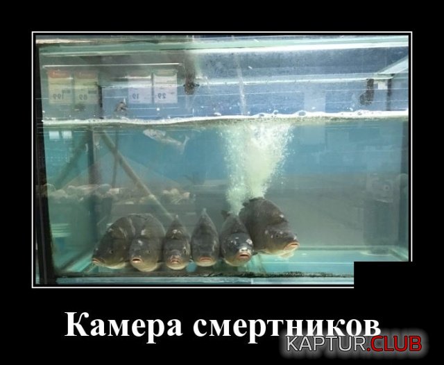 demotivatory_02.jpg | Рено Каптур Клуб Россия | Форум KAPTUR.SU