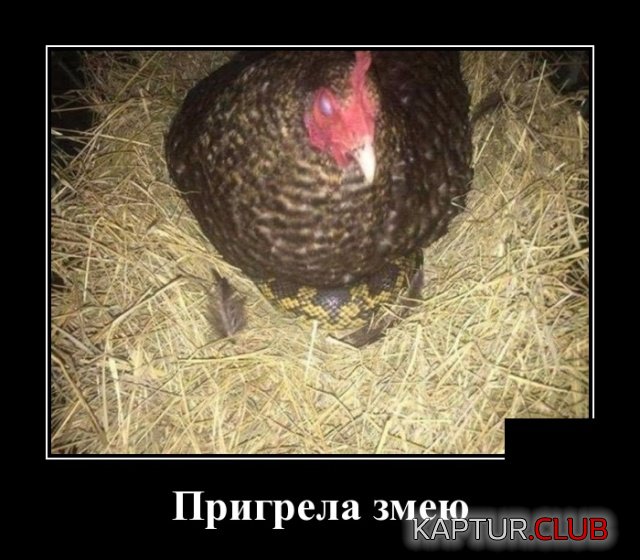 demotivatory_05.jpg | Рено Каптур Клуб Россия | Форум KAPTUR.SU