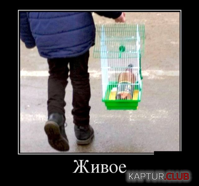 demotivatory_10.jpg | Рено Каптур Клуб Россия | Форум KAPTUR.SU