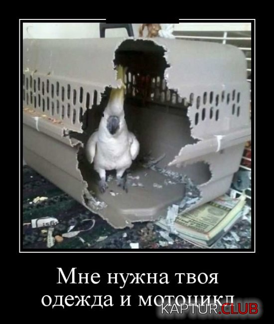 demotivatory_10.jpg | Рено Каптур Клуб Россия | Форум KAPTUR.SU
