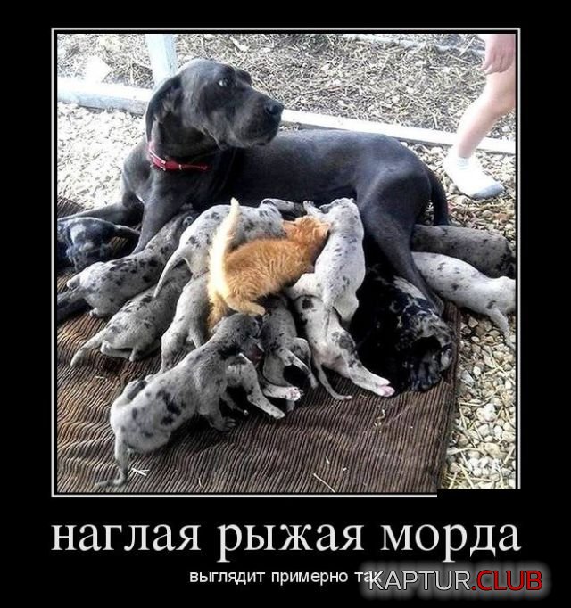 demotivatory_11.jpg | Рено Каптур Клуб Россия | Форум KAPTUR.SU
