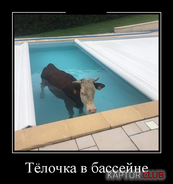 demotivatory_11.jpg | Рено Каптур Клуб Россия | Форум KAPTUR.SU